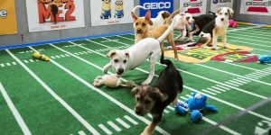 Puppy Bowl