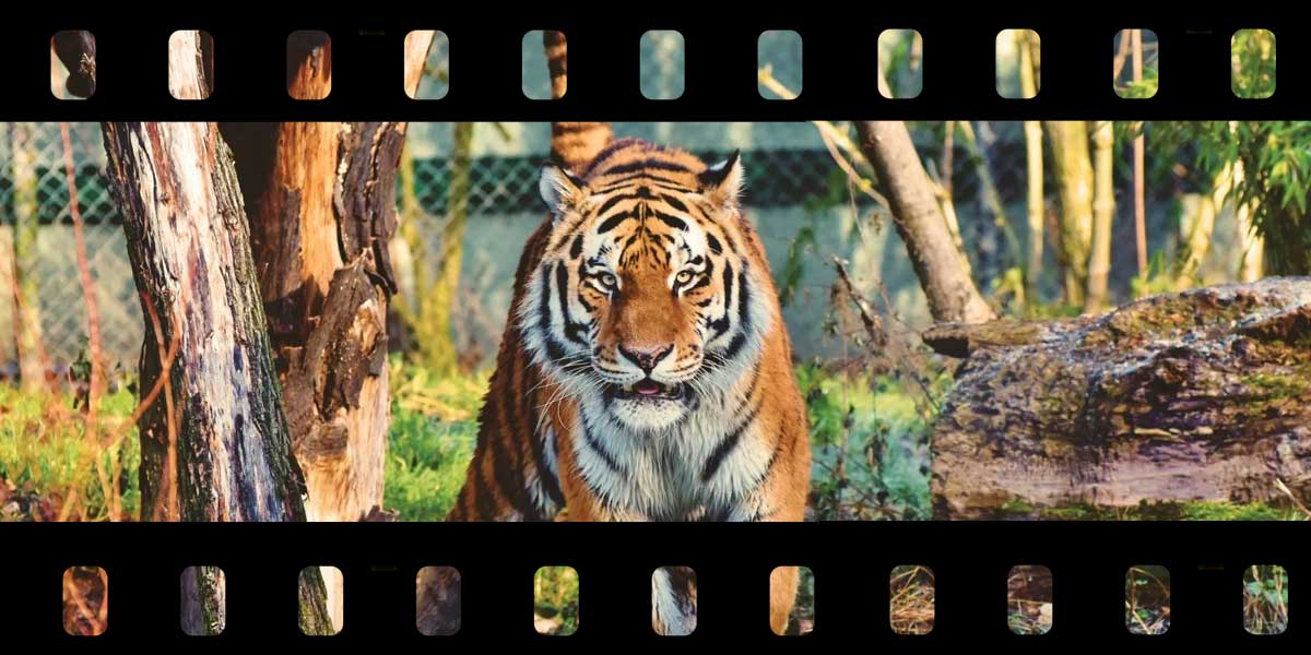 Tiger King Movie